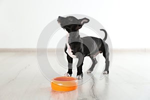 Cute little puppy near feeding bowl. Baby animal