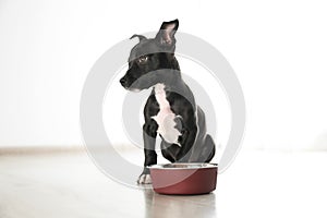 Cute little puppy near feeding bowl. Baby animal