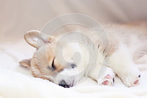 Cute little puppy sleeps sweetly under a white fluffy blanket st