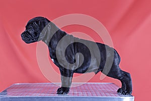 Cute little puppy of staffordshire bull terrier breed, black color with white chest, standing in exhibition stacking, on bright re