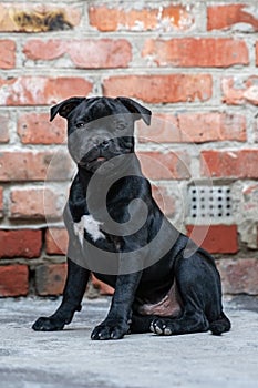 Cute little puppy of Staffordshire Bullterrier breed, black color, sitting on brick wall background.