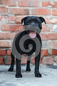 Cute little puppy of Staffordshire Bullterrier breed, black color, standing on brick wall background.