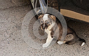 Cute little puppy of a stray dog