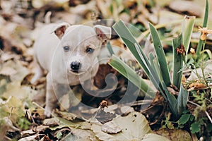 Cute little puppy walking in autumn park. Scared homeless staff terrier beige puppy playing in city street. Adoption concept. Dog