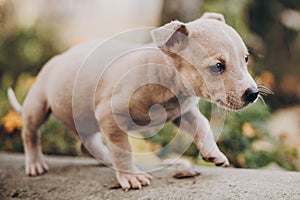 Cute little puppy walking in autumn park. Scared homeless staff terrier beige puppy playing in city street. Adoption concept. Dog