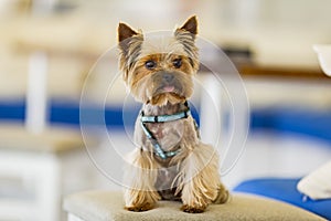 Cute little puppy Yorky. beautiful dog.