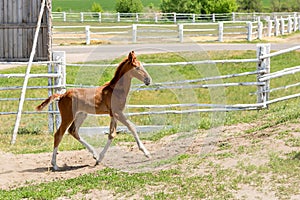 Cute little purebred foal playing at farm. Scenic rural landscape