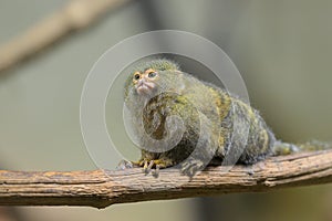 A cute little Pygmy marmoset sitting on a branch