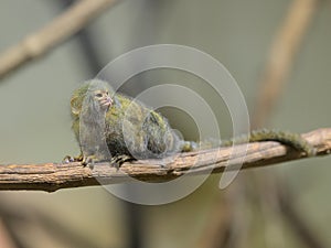 A cute little Pygmy marmoset sitting on a branch