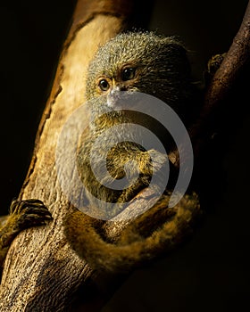 A cute little Pygmy marmoset sitting on a tree