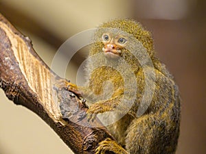 A cute little Pygmy marmoset sitting on a tree