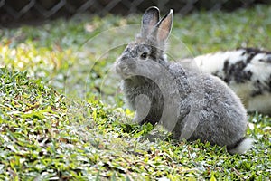 cute little rabbit