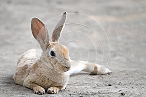 cute little rabbit