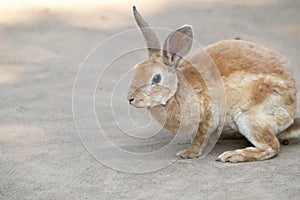 cute little rabbit