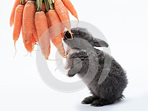 Cute little rabbit with carrot