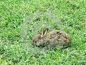 Cute little rabbit on the grass in the park, close up