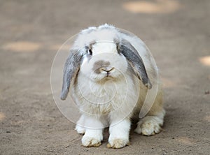 cute little rabbit