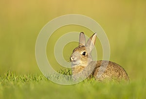 Cute little rabbit sitting in grass in spring