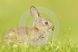 Cute little rabbit sitting in grass in spring