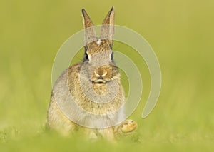 Cute little rabbit sitting in grass in spring