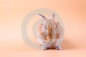 A cute little rabbit standing on an orange background