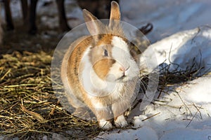 Cute little rabbit on straw in the snow