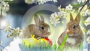 Cute little rabbits and easter eggs photo