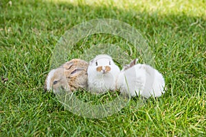 Cute little rabbits in grass