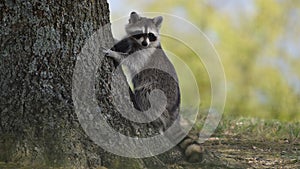 Cute little raccoon near a tree.