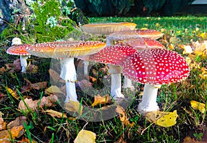 Cute little red autumn mushrooms