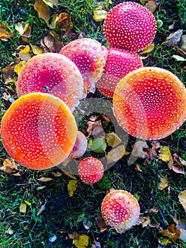 Cute little red autumn mushrooms