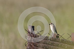 Cute little red-backed shrike bird standing on a metal fence on a blurred background in a field