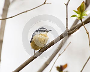 Cute Little Red-Breasted Nuthatch Perched On Branch photo