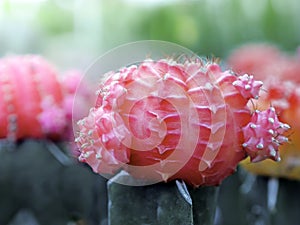 Cute little red cactus in pots in the garden Blurred the backdrop of many red cactus trees.Closeup of spines on cactus,Shallow foc