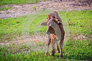 A cute little red calf cow hybrid is standing up from its breaks