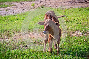 A cute little red calf cow hybrid is standing up from its breaks