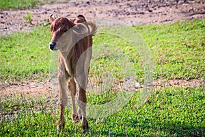 A cute little red calf cow hybrid is standing up from its breaks