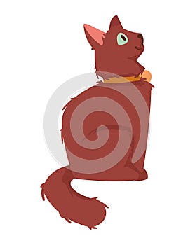 cute little red cat