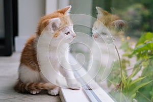 Cute little red cat sit on wooden floor near window. Young little red kitty looking at its reflection in window. Ginger kitten.