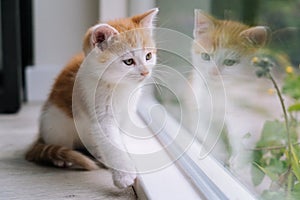 Cute little red cat sit on wooden floor near window. Young little red kitty looking at its reflection in window. Ginger kitten.