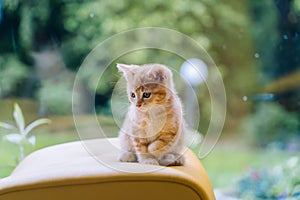 Cute little red cat sitting on yellow chair near window on background. Young cute little red kitty. Long haired ginger kitten play