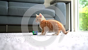 Cute little red cat  sleeping on wooden floor with window on background. Young cute little red kitty. Long haired ginger kitten pl