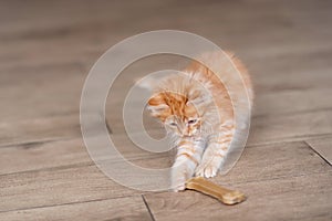 Cute little red cat stay on wooden floor . Young cute little red kitty play at home