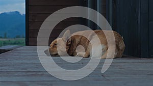 Cute little red dog sleeping on the wooden terrace. Funny puppy chilling out in backyard. Adoption stray animals concept