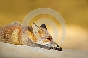 Cute little red fox is resting laying on sand