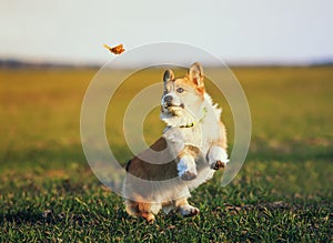 Cute little red-haired Corgi puppy runs around the green meadow and fun trying to catch a flying butterfly on a Sunny day