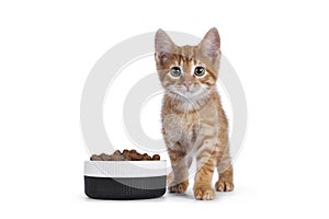 Cat with food in bowl on white background