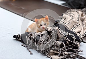 Cute little red kitten hiding behind blanket