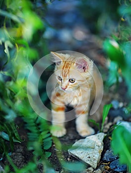 Cute little red kitten playing outdoors. Portrait of a red kitten with yellow eyes