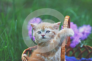Cute little red kitten sitting in a basket